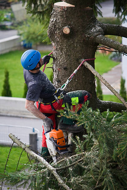 Best Tree Fertilization Services  in USA